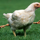 Illustration for article titled Confirmed: KFC does not—we repeat, does not—use mutant chickens